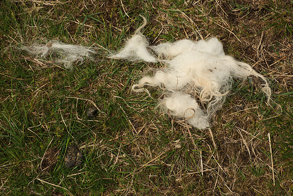 Wool on the Ground