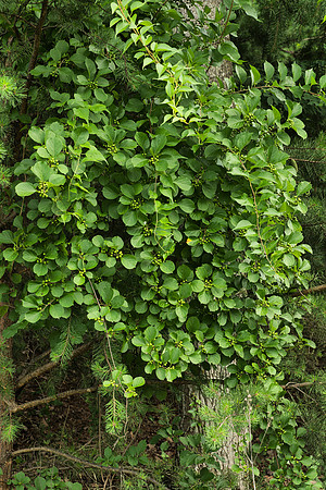 Mystery Vine II