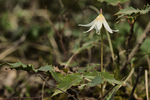 A Lily Among Thorns