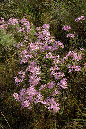 Phlox