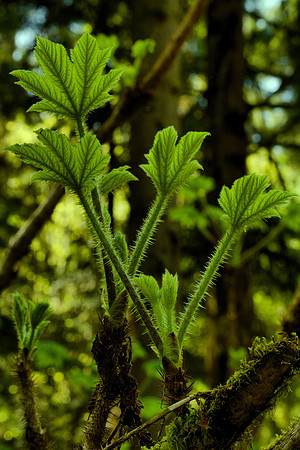 Prickly