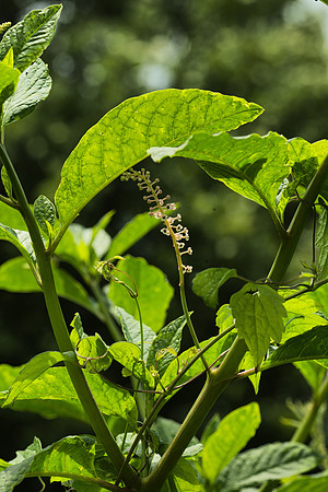 The Inner Life of Pokeweed