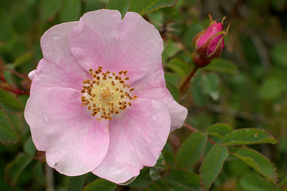 Nootka Rose