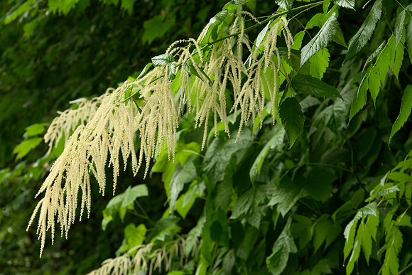 Flowers and Leaves, Sylvan Goatsbeard