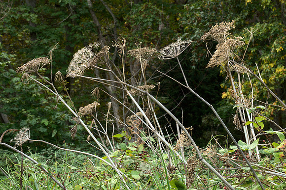 Cow Parsnip, End of Season