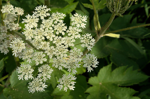 Flower, Cow Parsnip