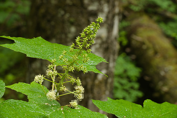 Flower and Leaves, Oplopanax horridus