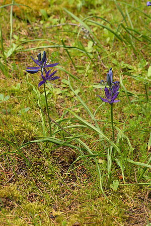 Common Camas