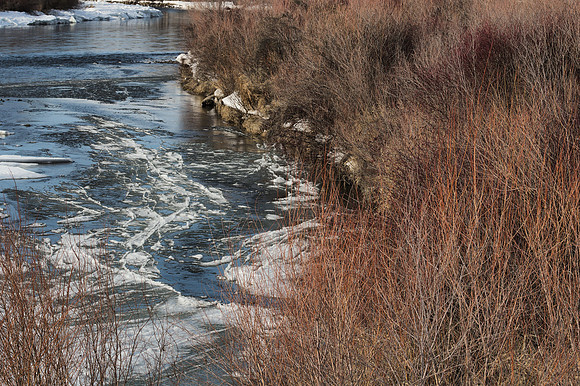 Riverside Willows