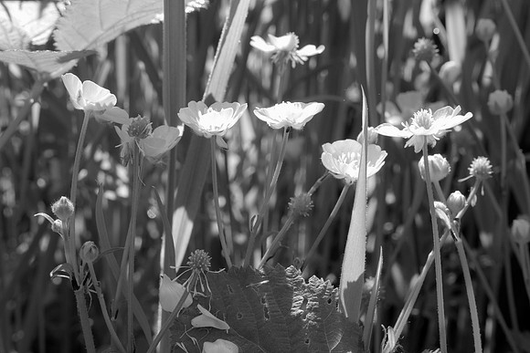 Buttercups in Black and White