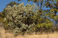 Manzanita and Oaks