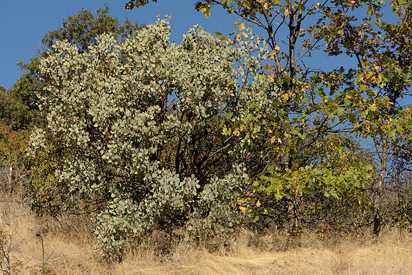 Manzanita and Oaks