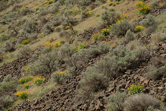 Yakima Canyon Spring II