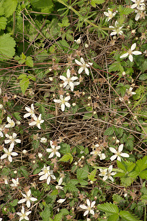 Blossoms of Pacific Blackberry