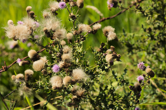 Canada Thistle I