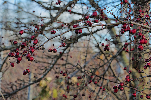 Mystery Fruits