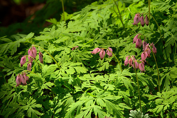 Western Bleeding Heart II
