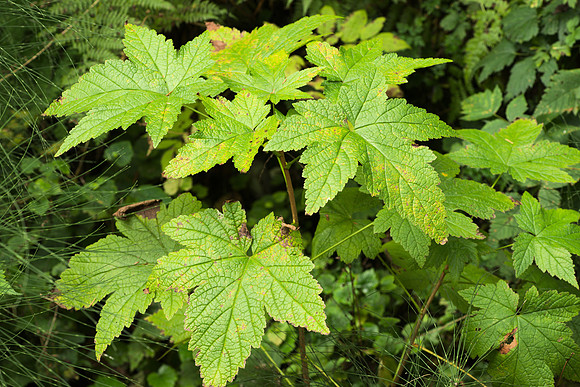 Early Autumn, Rubus spectabilis