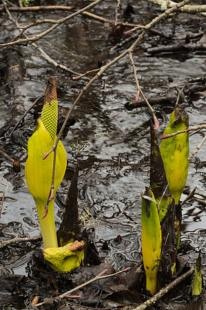 First Skunk-Cabbage of 2017