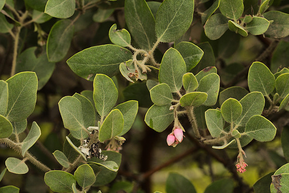 Leaves and Flowers, Hairy Manzanita