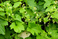Marah oreganus