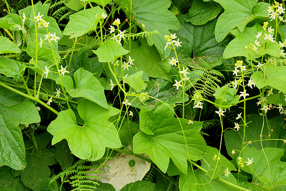 Marah oreganus