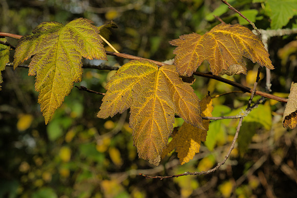 Autumn Leaves, Pacific Ninebark