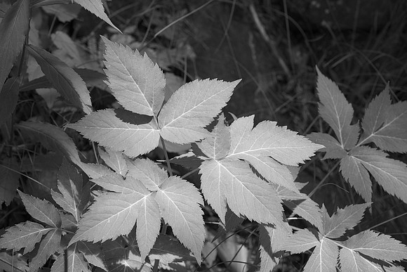 Mystery Three-Leaved Plant