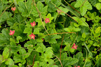 Medley With Red Flowers