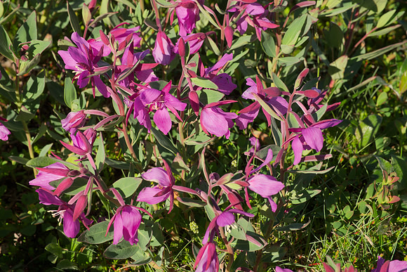 Chamerion uniflora