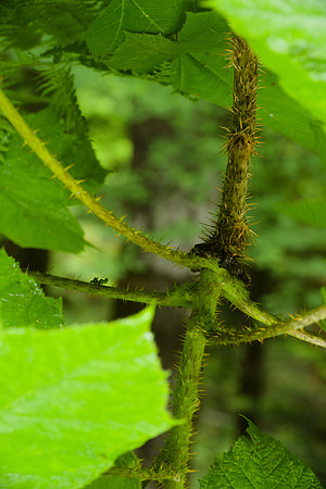 Stems, Oplopanax horridus