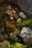 Granite, Heather, Moss
