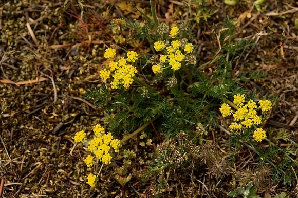 Common Lomatium
