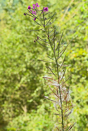 Sole Fireweed