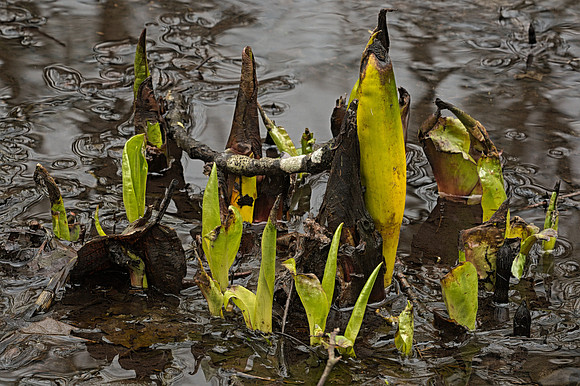 Skunk-Cabbage and Forest Detritus