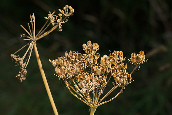 Cow Parsnip Seeds
