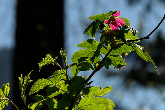 Leaves and Blossom, Salmonberrh
