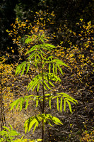 Young Black Elderberry