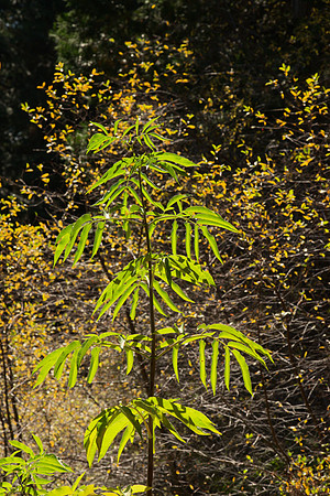 Young Black Elderberry