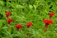 Bee Balm