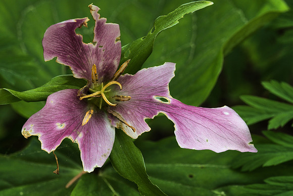 Western Trillium, Sculpted by Insects