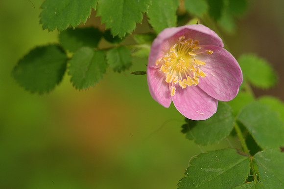 Dwarf Rose