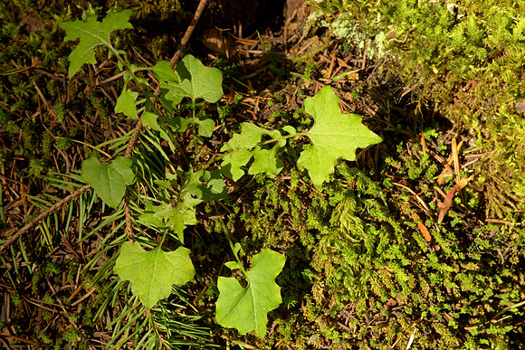 Unknown Flowering Plant Among Mosses
