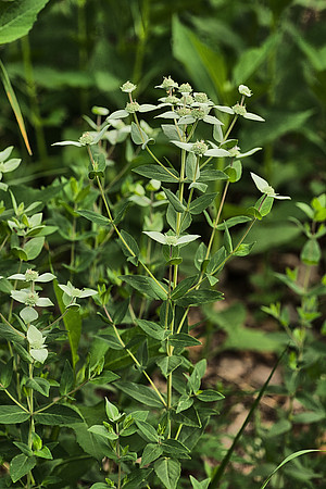 Mystery Herbal Plant
