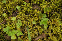 Frqagaria virginiana , among others, in a field of moss