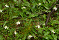 Avalanche Lilies