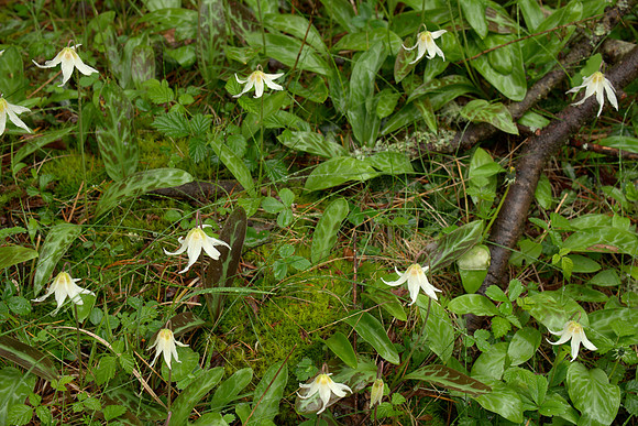 Avalanche Lilies