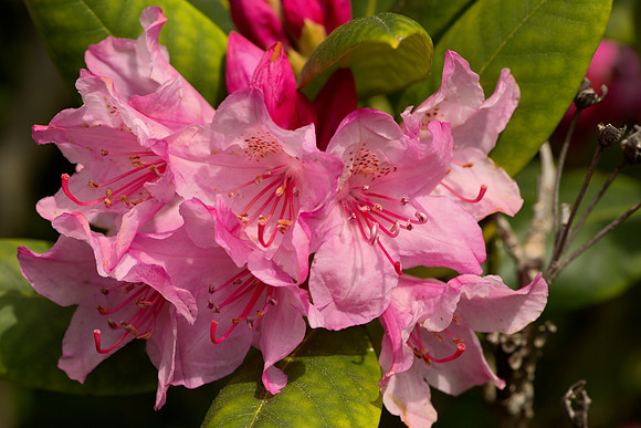 Pacific Rhododenron Flower