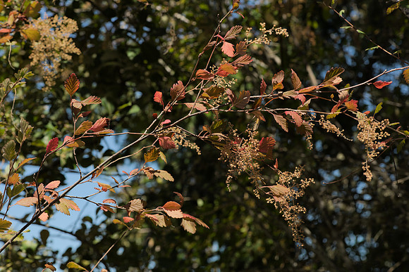 Holodiscus with Seeds