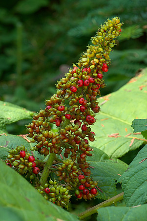 Fruit of Devil's Club
